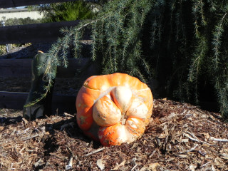 Lion Mouth, Nipomo Pumpkin Patch best carving idea